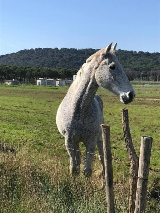 Agriturismo Il Sorbino - Appartamento Da Cocca Pian d'Alma Extérieur photo