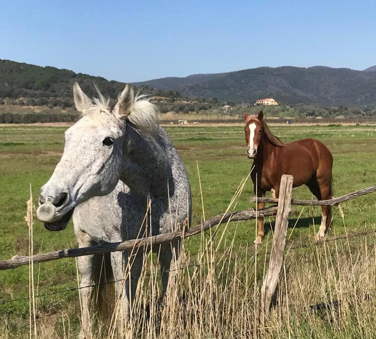Agriturismo Il Sorbino - Appartamento Da Cocca Pian d'Alma Extérieur photo